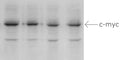 Western blot. Left Lane -- Cultured normal mouse embryo fibroblasts were transfected with a plasmid containing the SAP1a cDNA fused with a c-myc epitope tag at its C-terminus. Lane 1, 30 µg protein; lane 2, 20 µg protein; lane 3, 10 µg protein; lane 4, 5 µg protein.