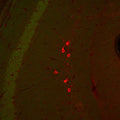 Immunohistochemical staining of inhibitory neurons (red; 1:500) within the hippocampal formation of a transgenic, adult male Black6 mouse brain. The brains were fixed with 4.0% paraformaldehyde. The green staining is low level GFP fluorescence expressed off the actin promoter in this mouse transgenic strain. Secondary antibody (Texas Red goat anti-chicken IgY, (1:500).
