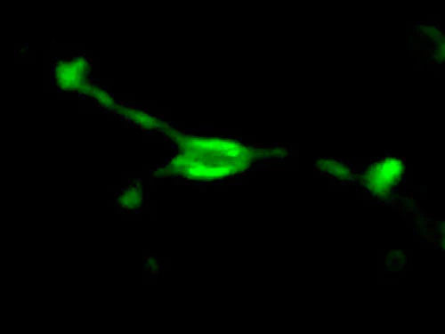 GAP-43 immunoreactivity in a neuroblast within a neurosphere culture. Chicken anti-GAP-43 antibody (1:500 dilution), Fluorescein-goat anti-chicken IgY secondary antibody (Aves Labs, 1:500). Photomicrograph by Hoda Ilias, Aves Labs.