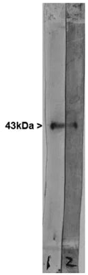 Western blots of extract of cow hippocampus stained with CPCA-GAP43. A prominent band running at ~43 kDa represents GAP43. Photo courtesy of Dr. Gerry Shaw, Univ. Florida.