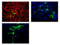 Chicken anti-Myelin Basic Protein (MBP) (green) and Mouse anti-GFAP (red) with nuclei stained with Hoechst dye (blue).