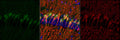 Pyramidal neurons in the hippocampal formation of a neonatal mouse brain. Tissue was paraformaldehyde-fixed (4%) and paraffin-embedded. GFP staining is in green in left panel.