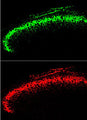 Comparison between GFP immunoreactivity in Rexed Lamina 2 neurons of a transgenic mouse using Aves Labs’ anti-GFP (green) and rabbit anti-GFP (red). The transgenic mouse was generated by placing the GFP cDNA after a POMC gene promoter in the transfected plasmid. Mark Zilka, Univ. North Carolina.