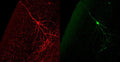 Comparison between GFP-immunoreactivity using Aves' anti-GFP antibody (left panel in red) and autofluorescence (right panel in green). In this case, the cortical neuron in this unfixed thick section was first photographed for GFP autofluorescence (left), and then the section was fixed (4% paraformaldehyde) and immunostained for GFP-immunoreactivity (1:1000 dilution) using Texas Red-goat anti-chicken IgY antibodies (Jackson ImmunoResearch) as a secondary. The same cell (left) was then identified. 