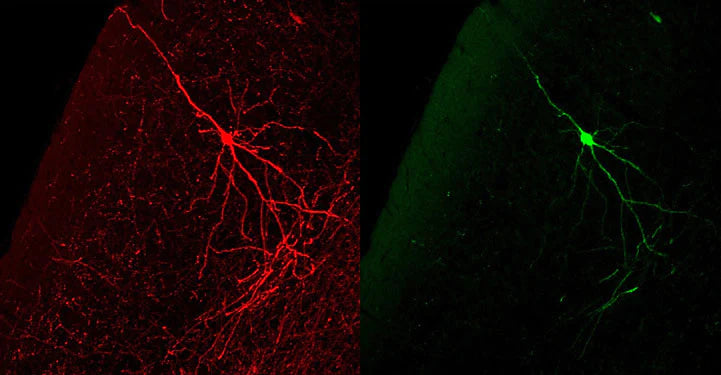 Comparison between GFP-immunoreactivity using Aves' anti-GFP antibody (left panel in red) and autofluorescence (right panel in green). In this case, the cortical neuron in this unfixed thick section was first photographed for GFP autofluorescence (left), and then the section was fixed (4% paraformaldehyde) and immunostained for GFP-immunoreactivity (1:1000 dilution) using Texas Red-goat anti-chicken IgY antibodies (Jackson ImmunoResearch) as a secondary. The same cell (left) was then identified. 