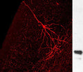 Immunoreactivity using anti-GFP antibody (left panel in red), Western blot showing specific immunolabeling of the GFP protein. 