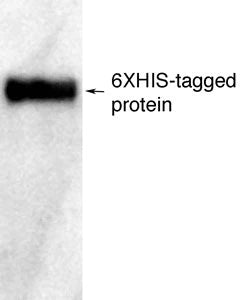 Anti-Polyhistidine Anti-6XHIS (for Western) Antibody