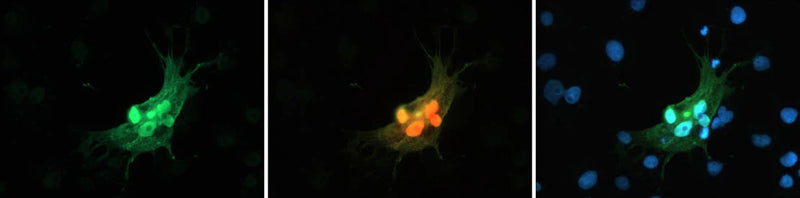 Immunofluoresence of COS7 cells expressing mCherry using chicken anti-mCherry antibody (green) and showing mCherry autofluorescence (red). Blue is DAPI nuclear stain showing nuclei of both transfected and untransfected cells. Staining shows 100% correspondence between chicken anti-mCherry signal and mCherry autofluoresence in transfected cells.