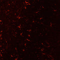 Low-power view of MAC1 immunoreactivity in microglial cells in a paraformaldehyde (4%)-fixed paraffin-embedded section through cerebral cortex of an adult mouse brain. 1˚ antibody was Aves Labs' anti-MAC1 antibody (1:2000 dilution); 2˚ antibody was a Texas Red goat anti-chicken IgY (1:1000 dilution).