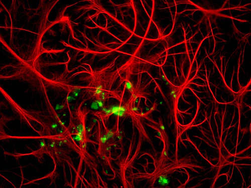 Adult mouse cortical cultures were stained with chicken anti-MBP antibody (Aves Labs, green, 1:1000 dilution) and rabbit anti-GFAP antibody (EnCorBio, red; 1:1000 dilution). Photomicrograph courtesy of Dr. Gerry Shaw, Univ. Florida.