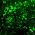 Neurosphere (organoid) cultures of e13 mouse brain were cultured for 2 weeks, and then paraformaldehyde (2%) fixed. After extensive washing, the cultures were incubated with Netrin-1 antibody (Cat. NET; 1:500 dilution), washed, and then treated with fluorescein-labeled goat anti-chicken IgY (AvesCat. No. F-1005; 1:500 dilution). Hoda Ilias, Aves Labs.