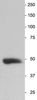 Western blot of adult mouse brain homogenate showing a single band at the correct MW (47 kDa), dilution 1:100000.