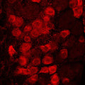 Adult mouse DRG was fixed in 4% paraformaldehyde, cryostat-sectioned, and then stained for PAP immunoreactivity (1:500 dilution), showing immunoreactive material in primary sensory neurons. Photomicrograph by Dr. Mark Zilka, Univ. of North Carolina.