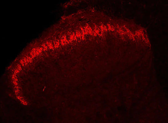 Adult mouse spinal cord was fixed in 4% paraformaldehyde, paraffin-embedded and sectioned, and then sections were stained for PAP immunoreactivity (1:500 dilution). Immunoreactivity shown in Rexed Lamina 2 of the dorsal horn gray matter of the spinal cord. Photomicrograph by Dr. Mark Zilka, University of North Carolina.