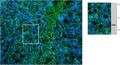 Immunohistochemistry photomicrograph of PLP immunoreactivity (green; 1:1000 dilution) in a cryostat section of an embryonic (e18) mouse brain. Blue is DAPI nuclear counterstain. Western blot shows a single band in adult mouse brain lysate, 27 ug loaded, 10% gel. Hoda Ilias, Aves Labs.