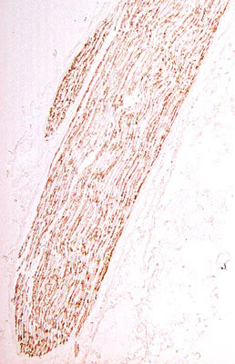 P-zero (brown staining) in all of the myelinating Schwann cells of a tissue section of an adult sciatic nerve.