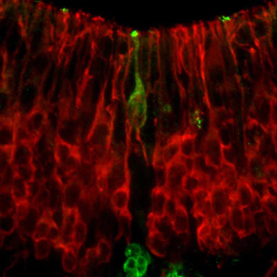 Immunohistochemical staining of Synaptotagmin-1 (green, 1:1000 dilution) and Vimentin (red, Rockland, 1:500 dilution) in a cryostat section through the basal plate of an e16 mouse brain.