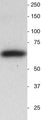 Western blot of neonatal mouse brain homogenate. 25 ug of total protein added to each lane. Note the single band at the correct molecular weight. Hoda Ilias, Aves Labs.