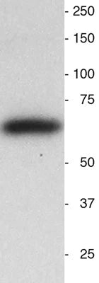 Western blot of neonatal mouse brain homogenate. 25 ug of total protein added to each lane. Note the single band at the correct molecular weight. Hoda Ilias, Aves Labs.