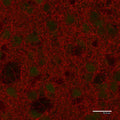 Immunostaining of paraformaldehyde-fixed (4%) paraffin-embedded sections of the caudate nucleus of an adult mouse brain. This mouse was engineered to have GFP expressed under control of the actin promoter, which explains the low-level green autofluorescence. Note the high number of dopaminergic fibers in this brain region. Detection of the chicken antibody came from a Texas Red-labeled goat anti-chicken IgY, 1:500.