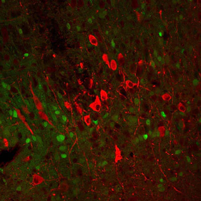 Immunostaining of paraformaldehyde-fixed (4%) paraffin-embedded sections of the substantia nigra pars compacta of an adult mouse brain. This mouse was engineered to have GFP expressed under control of the actin promoter, which explains the low-level green autofluorescence. Note the high number of dopaminergic neuron cell bodies in this brain region. Detection of the chicken antibody came from a Texas Red-labeled goat anti-chicken IgY, 1:500.