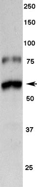 Western blot showing specific immunolabeling of tyrosine hydroxylase. 