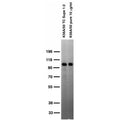 Adult rat brain membrane immunoblot.