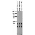 Adult rat brain membrane immunoblot.