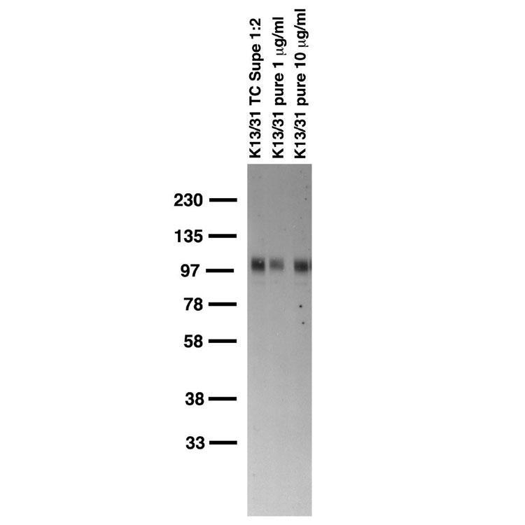 Adult rat brain membrane immunoblot.