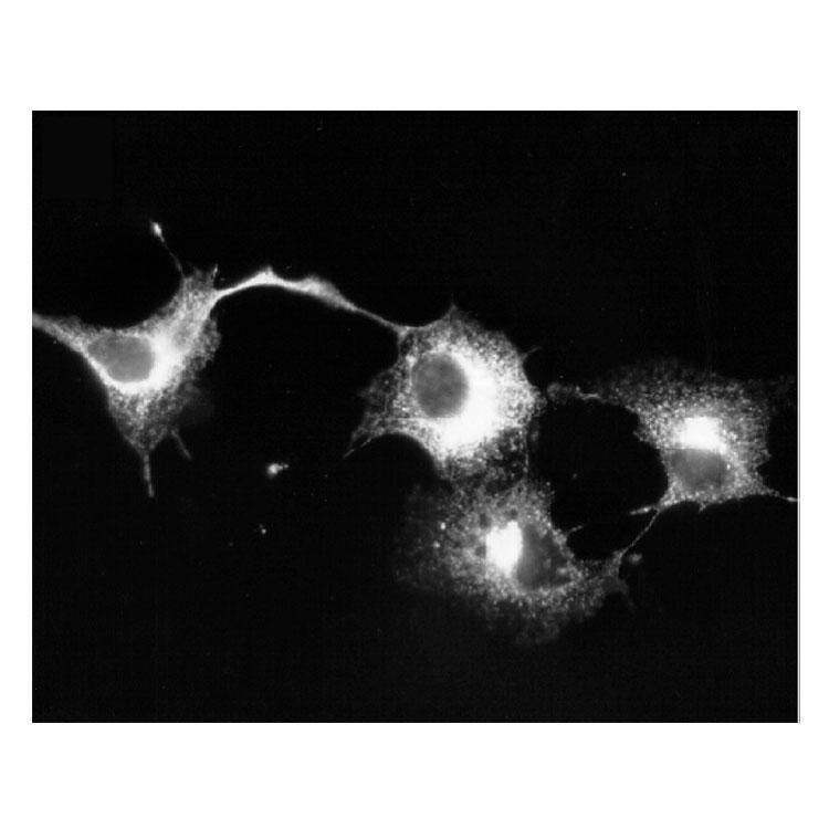 Immunofluorescence staining transiently Kv1.6-transfected COS cells.