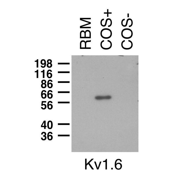 Immunoblot on adult rat brain membrane (RBM) and lysates from Kv1.6-transfected (COS+) and untransfected (COS-) COS cells.