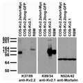 Immunoblot against adult rat brain membranes (RBM) and extracts of COS cells transiently transfected with Myc-tagged Kv2.2short, GFP-tagged Kv2.2long or untagged Kv2.1 plasmid probed with K37/89 (left), K89/34 (middle) or N52A/42 (right) TC supe.