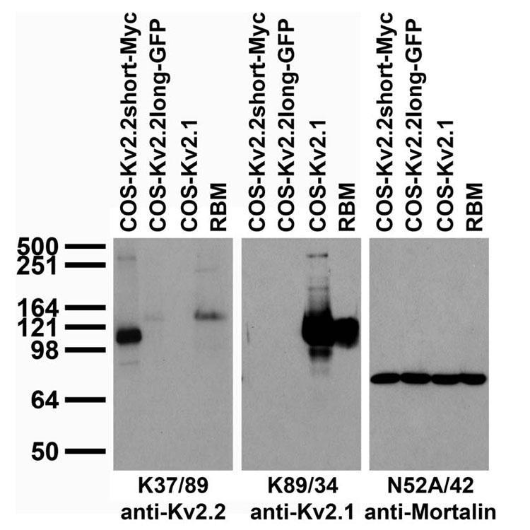Immunoblot against adult rat brain membranes (RBM) and extracts of COS cells transiently transfected with Myc-tagged Kv2.2short, GFP-tagged Kv2.2long or untagged Kv2.1 plasmid probed with K37/89 (left), K89/34 (middle) or N52A/42 (right) TC supe.