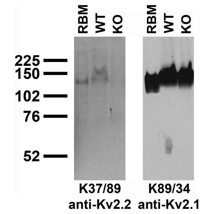 Immunoblot against adult rat brain membranes (RBM) and membranes from Kv2.2 wild-type (WT) and knockout (KO) mice probed with K37/89 (left) or K89/34 TC supe. Mouse brains courtesy of Amy Huntley and Jeanne Nerbonne (Washington University).