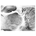 Adult rat striatum immunohistochemistry.