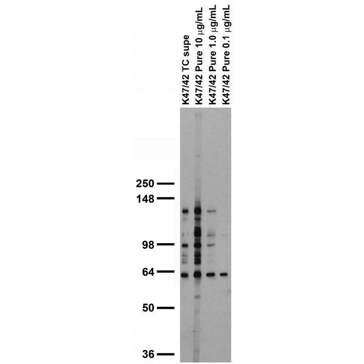 Adult rat brain membrane immunoblot.