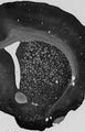 Adult rat brain immunohistochemistry.