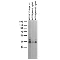 Adult rat brain membrane immunoblot.