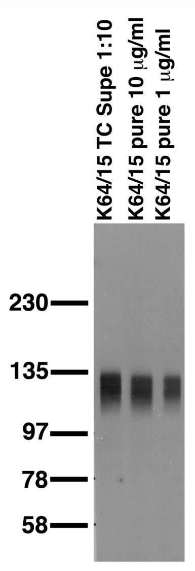 Anti-SAP97 Antibody