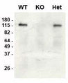 Immunoblot versus brain lysates from SAP97 wild-type (WT), knockout (KO) and heterozygous (Het) adult mice using K64/15 pure at 1 µg/mL (data courtesy of Lauren Makuch and Dr. Richard Huganir, Johns Hopkins University School of Medicine).