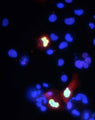 Transfected cell immunofluorescence: COS-1 cells expressing myc-tagged human Co-Rest. Red= K72/8, Green=anti-myc, Blue=DAPI.