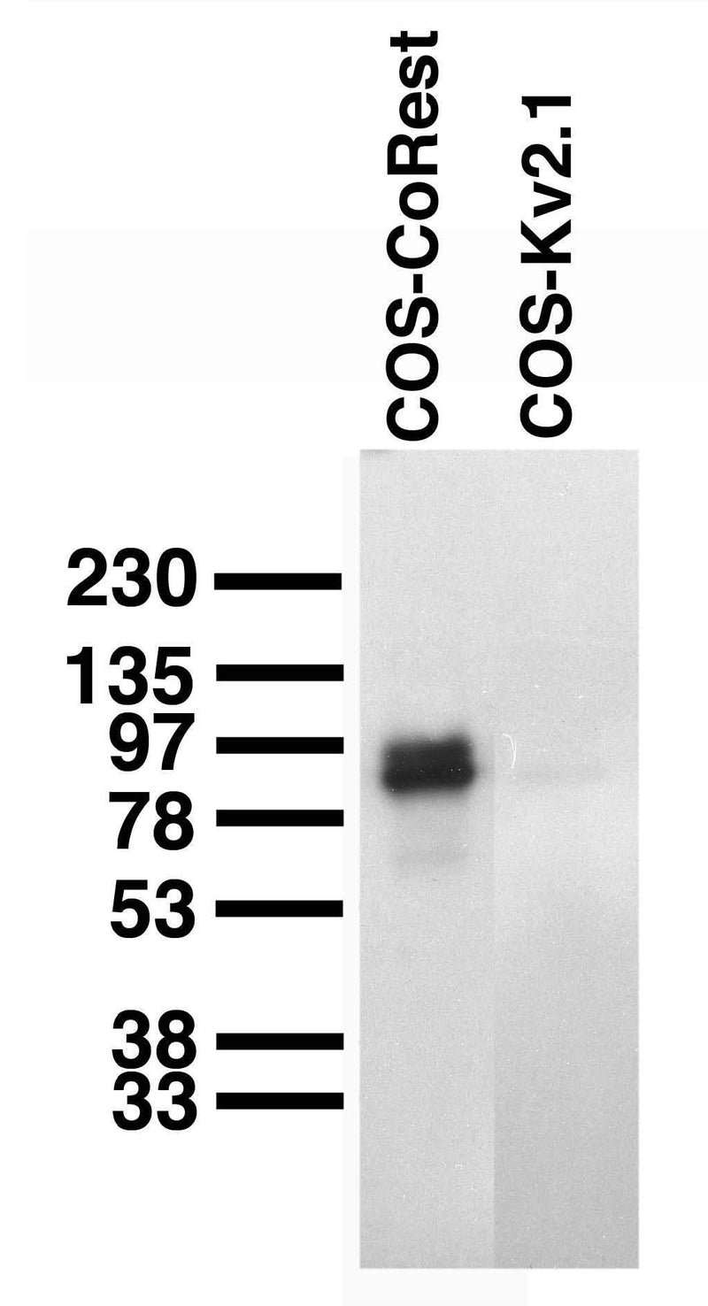 Transfected cell immunoblot. Extracts of COS-1 cells transiently transfected with human CoRest (left lane) or rat Kv2.1 (right lane) plasmids and probed with K72/8.