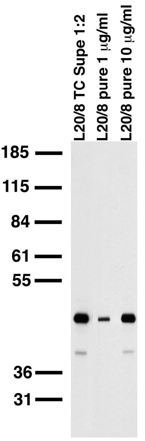 Adult rat brain membrane immunoblot.