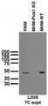 Immunoblot against membrane fractions from adult rat brain (RBM) and hippocampi (MHM) from wild-type (WT) and PICK1 knockout (KO) mice probed with L20/8 TC supe. Mouse samples courtesy of Richard Huganir (Johns Hopkins University, HHMI).