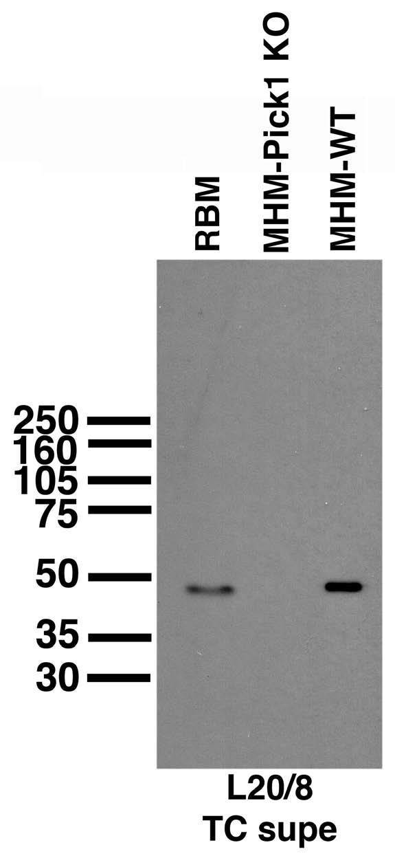 Immunoblot against membrane fractions from adult rat brain (RBM) and hippocampi (MHM) from wild-type (WT) and PICK1 knockout (KO) mice probed with L20/8 TC supe. Mouse samples courtesy of Richard Huganir (Johns Hopkins University, HHMI).