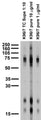 Adult rat brain membrane immunoblot.