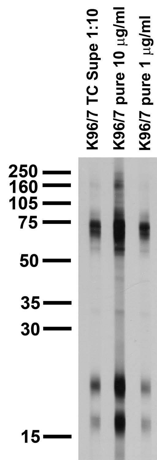 Adult rat brain membrane immunoblot.