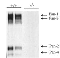 Immunoblot versus lysates from adult wild-type (+/+) and Pancortin knockout (-/-) mouse cortex probed with K96/7. Data courtesy of Mark Mattson (NIA/NIH) and reproduced with permission from the Journal of Neuroscience (2007, Cheng et al, PMID 17301160).
