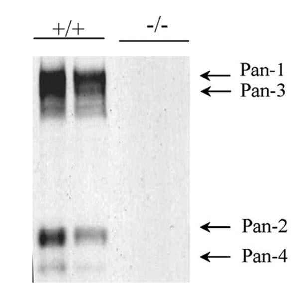 Immunoblot versus lysates from adult wild-type (+/+) and Pancortin knockout (-/-) mouse cortex probed with K96/7. Data courtesy of Mark Mattson (NIA/NIH) and reproduced with permission from the Journal of Neuroscience (2007, Cheng et al, PMID 17301160).