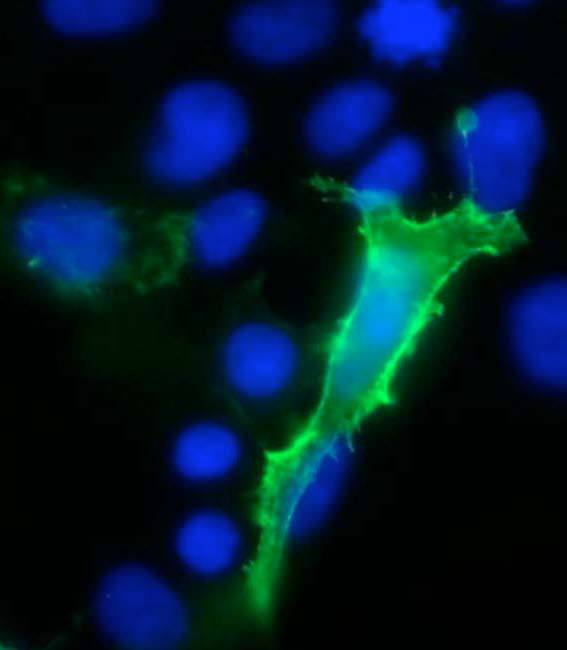 Transfected HEK293 cell immunofluorescence staining N15/4 TC supe =green, DAPI=blue.